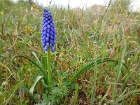 Muscari armeniacum 4, Langbladige druifhyacint, Saxifraga-Ed Stikvoort