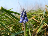Muscari armeniacum 5, Langbladige druifhyacint, Saxifraga-Rutger Barendse