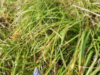 Muscari armeniacum 6, Langbladige druifhyacint, Saxifraga-Rutger Barendse