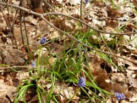 Muscari armeniacum 7, Langbladige druifhyacint, Saxifraga-Rutger Barendse
