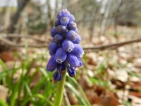 Muscari armeniacum 8, Langbladige druifhyacint, Saxifraga-Rutger Barendse