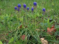 Muscari armeniacum 9, Langbladige druifhyacint, Saxifraga-Jeroen Willemsen