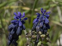 Muscari commutatum 2, Saxifraga-Willem van Kruijsbergen