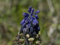 Muscari commutatum 3, Saxifraga-Willem van Kruijsbergen