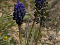 Muscari commutatum 4, Saxifraga-Willem van Kruijsbergen