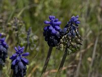 Muscari commutatum 6, Saxifraga-Willem van Kruijsbergen