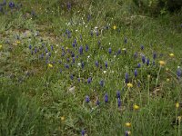 Muscari commutatum 7, Saxifraga-Dirk Hilbers