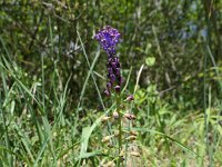 Muscari comosum 64, Kuifhyacint, Saxifraga-Michiel Drok