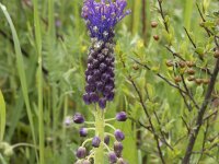 Muscari comosum 66, Kuifhyacint, Saxifraga-Willem van Kruijsbergen