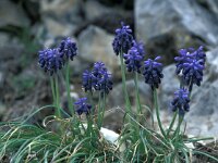 Muscari racemosum 5, Saxifraga-Jan van der Straaten