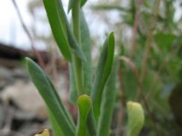 Myagrum perfoliatum 1, Myagrum, Saxifraga-Rutger Barendse