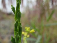 Myagrum perfoliatum 2, Myagrum, Saxifraga-Rutger Barendse