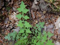 Mycelis muralis 14, Muursla, Saxifraga-Ed Stikvoort