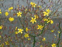 Mycelis muralis 2, Muursla, Saxifraga-Ed Stikvoort