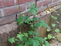 Mycelis muralis 3, Muursla, Saxifraga-Ed Stikvoort