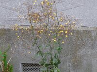 Mycelis muralis 4, Muursla, Saxifraga-Ed Stikvoort