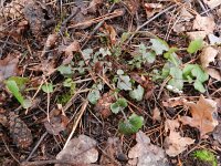 Mycelis muralis 5, Muursla, Saxifraga-Rutger Barendse