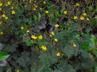 Mycelis muralis 6, Muursla, Saxifraga-Ed Stikvoort