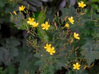 Mycelis muralis 7, Muursla, Saxifraga-Ed Stikvoort