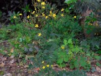 Mycelis muralis 8, Muursla, Saxifraga-Ed Stikvoort