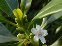 Myoporum laetum 11, Saxifraga-Ed Stikvoort