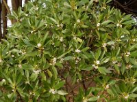 Myoporum laetum 12, Saxifraga-Ed Stikvoort