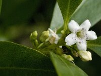 Myoporum laetum 2, Saxifraga-Jan van der Straaten