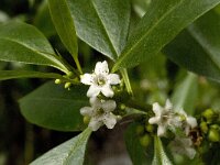 Myoporum laetum 5, Saxifraga-Willem van Kruijsbergen