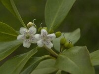 Myoporum laetum 6, Saxifraga-Jan van der Straaten