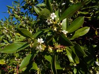 Myoporum laetum 8, Saxifraga-Ed Stikvoort