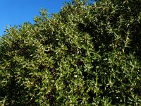 Myoporum laetum 9, Saxifraga-Ed Stikvoort