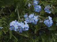 Myosotis alpestris, Alpine Forget-me-not