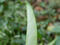 Myosotis arvensis 16, Akkervergeet-mij-nietje, Saxifraga-Rutger Barendse