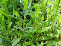 Myosotis arvensis 20, Akkervergeet-mij-nietje, Saxifraga-Rutger Barendse