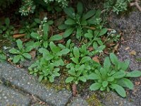 Myosotis arvensis 5, Akkervergeet-mij-nietje, Saxifraga-Ab H Baas