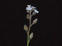 Myosotis arvensis 1, Akkervergeet-mij-nietje, Saxifraga-Marijke Verhagen