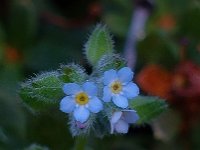 Myosotis arvensis 10, Akkervergeet-mij-nietje, Saxifraga-Ab H Baas