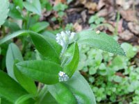 Myosotis arvensis 12, Akkervergeet-mij-nietje, Saxifraga-Rutger Barendse