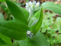 Myosotis arvensis 13, Akkervergeet-mij-nietje, Saxifraga-Rutger Barendse