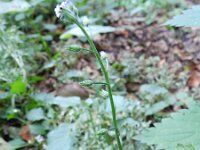 Myosotis arvensis 14, Akkervergeet-mij-nietje, Saxifraga-Rutger Barendse