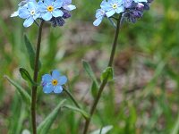 Myosotis arvensis 2, Akkervergeet-mij-nietje, Saxifraga-Willem van Kruijsbergen