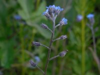 Myosotis arvensis 21, Akkervergeet-mij-nietje, Saxifraga-Ed Stikvoort