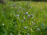 Myosotis arvensis 22, Akkervergeet-mij-nietje, Saxifraga-Ed Stikvoort