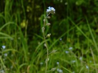 Myosotis arvensis 23, Akkervergeet-mij-nietje, Saxifraga-Ed Stikvoort