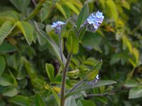 Myosotis arvensis 24, Akkervergeet-mij-nietje, Saxifraga-Ed Stikvoort