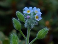 Myosotis arvensis 4, Akkervergeet-mij-nietje, Saxifraga-Ab H Baas