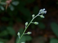 Myosotis arvensis 6, Akkervergeet-mij-nietje, Saxifraga-Ab H Baas