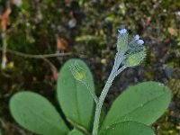 Myosotis arvensis 7, Akkervergeet-mij-nietje, Saxifraga-Ab H Baas