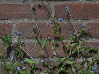 Myosotis arvensis 9, Akkervergeet-mij-nietje, Saxifraga-Ed Stikvoort