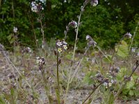 Myosotis discolor 18, Veelkleurig vergeet-mij-nietje, Saxifraga-Ed Stikvoort